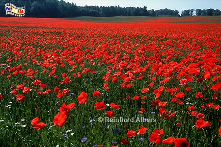 Pommern - Blhender Klatschmohn, Polen, Polska, Pommern, Pomorskie, Mohn, foreal, Albers, Foto,