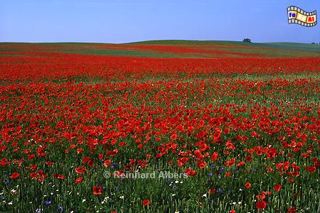 Pommern Getreidefeld mit Klatschmohn, Polen, Polska, Pommern, Pomorskie, Mohn, foreal, Albers, Foto,