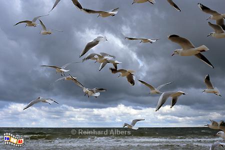 Ostseekste bei Międzyzdroje (Misdroy)., Polen, Polska, Pommern, Ostseekste, Misdroy, Międzyzdroje, Mwen, foreal, Foto, Albers,