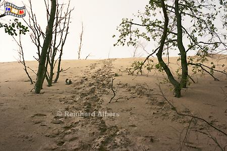 Wanderdnen bei Leba., Polen Polska, Pommern, Pomorze, Leba, Wanderdnen, foreal, Albers, Foto,