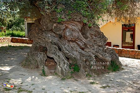 Stamm eines ber 2000 Jahre alten Olivenbaumes in Ano Voves., Kreta, Crete, Vouves, Olivenbaum, foreal, Albers, Foto, Bild,