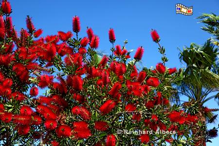 Zylinderputzer (Callistemon), Kreta, Crete, Callistemon, Zylinderputzer, foreal, Foto, Bild, Albers,