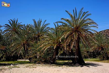 Vai - Palmenstrand, Kreta, Crete, Vai, Palmenstrand, foreal, Foto, Bild,