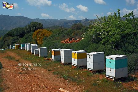 Kreta - Bienenstcke, Kreta, Crete, Bienen, foreal, Foto, Bild, Albers,