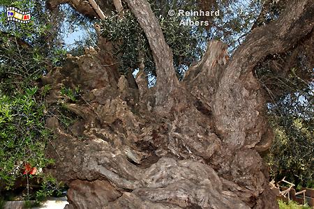 Einer der ltesten Olivenbume der Welt in Ana Voves., Kreta, Crete, Vouves, Olivenbaum, foreal, Albers, Foto, Bild,
