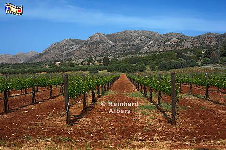 Landschaft mit Weinanbau beim Kloster Agia Triada., Kreta, Crete, Triada, Kloster, Weinreben, Foto, Bild, foreal,