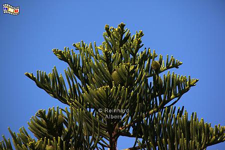 Araukarie, Kreta, Crete, Araukarie, foreal, Foto, Bild,