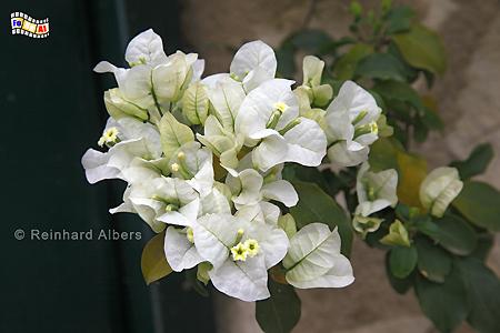 Bougainvillea, benannt nach dem frz. Seefahrer und Entdecker Luis Antoine de Bougainville., Kreta, Crete, Bougainvillea, foreal, Foto, Bild, Albers