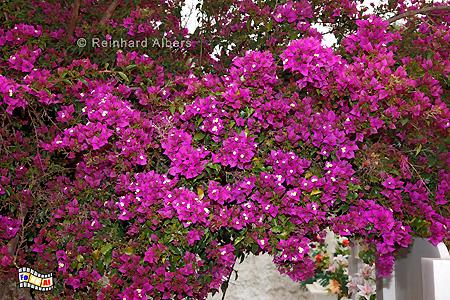 Bougainvillea, Kreta, Crete, Bougainvillea, foreal, Foto, Bild, Albers