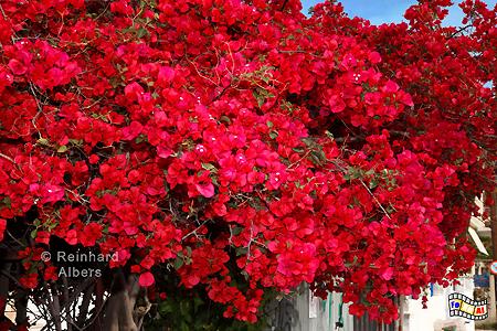 Bougainvillea, Kreta, Crete, Bougainvillea, foreal, Foto, Bild, Albers