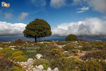 Auffahrt zur Katharo-Hochebene mit Blick auf die Mirabellobucht., 