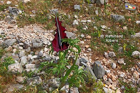 Drachenwurz (Dracunculus vulgaris), Kreta, Crete, Drachenwurz, Dracunculus, foreal, Foto, Bild,