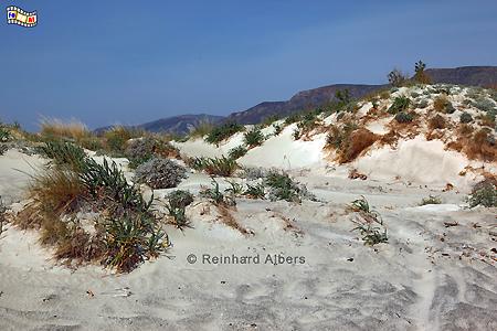Elafonisi - Dnen, Kreta, Crete, Dnen, Elafonisi, Foto, foreal, Bild, Albers,