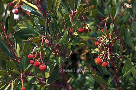 Kreta Erdbeerbaum, Kreta, Crete, Erdbeerbaum, Foto, Bild, foreal, Albers,