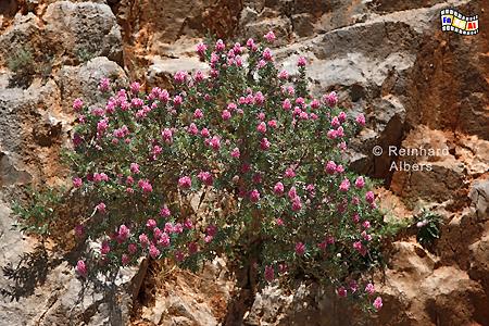 Kretischer Ebenholzstrauch, Kreta, Crete, Ebenholzstrauch, Foto, Bild, foreal,