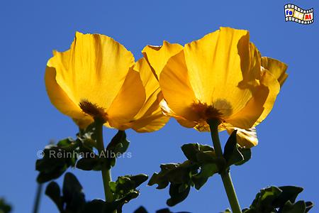 Gelber Hornmohn, Kreta, Crete, Hornmohn, foreal, Bild, Foto,