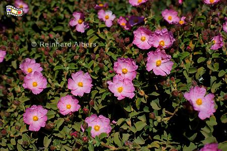 Cistusrose, Kreta, Crete, Cistusrose, Foto, foreal, Bild,