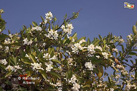 Orangenbaum in voller Blte., Kreta, Crete, Orangen, Blten, foreal, Foto, Bild,
