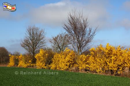 Knick bei Schenefeld mit blühenden Forsythien., Schleswig-Holstein, Landschaft, Knick, Forsythie, Albers, Foto, foreal,