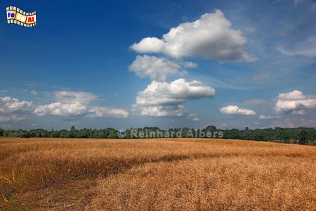 Reifes Rapsfeld mit Wolken, Schleswig-Holstein, Rapsfeld, Wolken, Himmel, Albers, Foto, foreal,