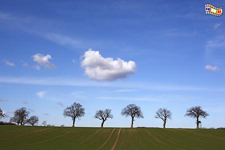 Landschaft bei Dersau, Schleswig-Holstein, Bume, Albers, Foto, foreal,