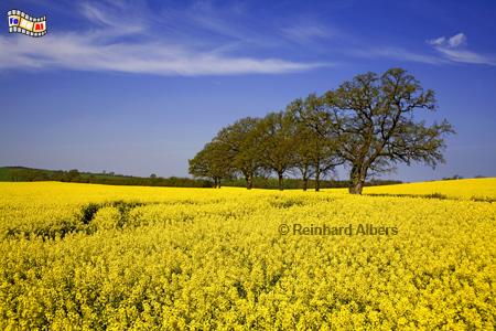 Rapsblte bei Ltjenburg., Schleswig-Holstein, Rapsblte, Albers, Foto, foreal,