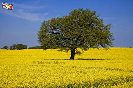 Rapsblte bei Kossau., Schleswig-Holstein, Rapsblte, Albers, Foto, foreal,