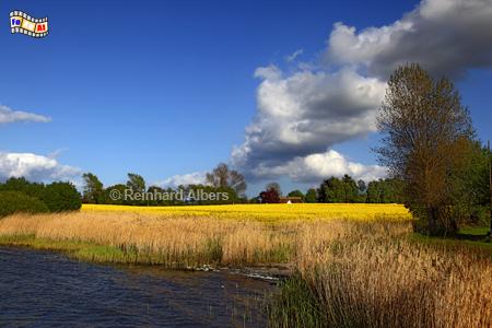 Landschaft bei Winnemark an der Schlei., Schlei, Winnemark, Raps, Rapsblte, Albers, Foto, foreal,