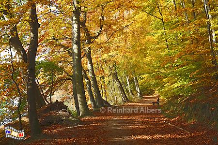 Ukleisee in der Holsteinischen Schweiz., Ukleisee, Ostholstein, Holsteinische Schweiz, Wanderweg, Herbst, Albers, Foto, foreal,