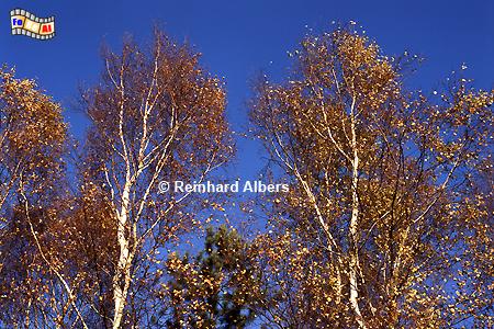 Birken im Herbst bei Fhrden., Schleswig-Holstein, Birken, Herbst, Herbstlaub, Albers, Foto, foreal,