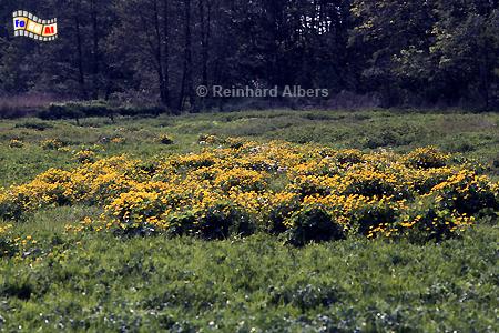 Wiese mit Sumpfdotterblumen bei Pln, Pln, Sumpfdotterblume, Holsteinische, Schweiz, Albers, Foto, foreal,
