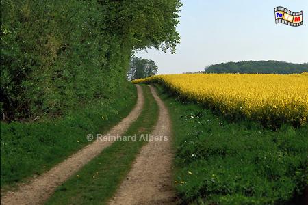 Feldweg bei Gut Bienebek an der Schlei., Rapsblte, Schwansen, Schleswig-Holstein, Bienebek, Schlei, Foto, Albers, foreal,