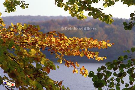 Herbst am Ukleisee, Schleswig-Holstein, Holsteinische, Schweiz, Ukleisee, Herbst, Herbstlaub, Albers, Foto, foreal,