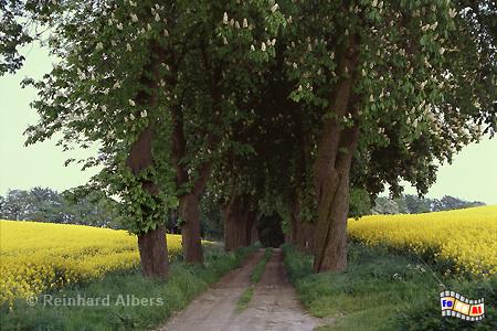 Kastanienallee mit Rapsfeld in Ostholstein, Schleswig-Holstein, Ostholstein, Allee, Rapsblte, Albers, Foto, foreal,