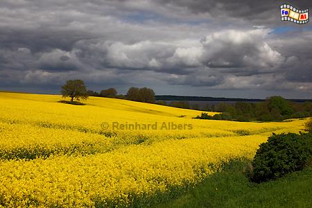Rapsblte am Wittensee, Schleswig-Holstein, Raps, Rapsblte, Wittensee, Albers, Foto, foreal,