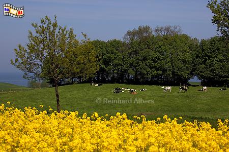 Rapsbl�te bei D�nisch Nienhof im D�nischen Wohld, Schleswig-Holstein, Ostseek�ste, D�nisch, Nienhof, Raps, Rapsbl�te, Eckernf�rder, Bucht, Albers, Foto, foreal,