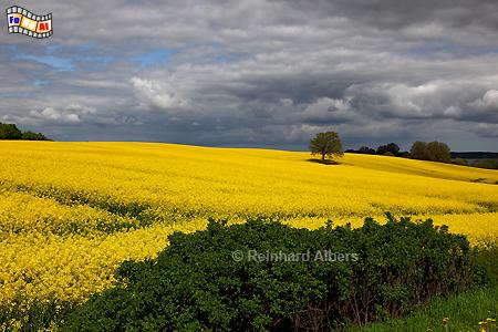 Rapsbl�te am Wittensee, Schleswig-Holstein, Raps, Rapsbl�te, Wittensee, Albers, Foto, foreal,