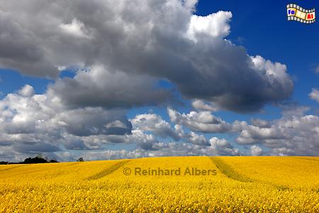 Rapsbl�te bei Gro� Wittensee, Schleswig-Holstein, Raps, Rapsbl�te, Wittensee, Albers, Foto, foreal,