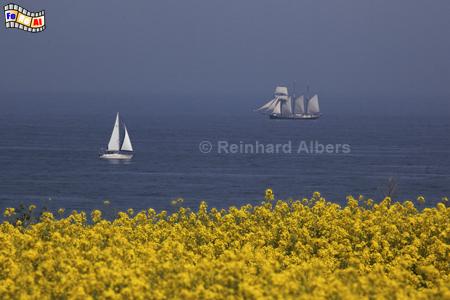 Ostseekste bei Dnisch Nienhof, Schleswig-Holstein, Ostseekste, Dnisch, Nienhof, Raps, Rapsblte, Eckernfrder, Bucht, Albers, Foto, foreal,
