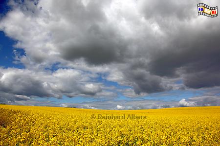 Rapsbl�te bei Gro� Wittensee, Schleswig-Holstein, Raps, Rapsbl�te, Wittensee, Albers, Foto, foreal,