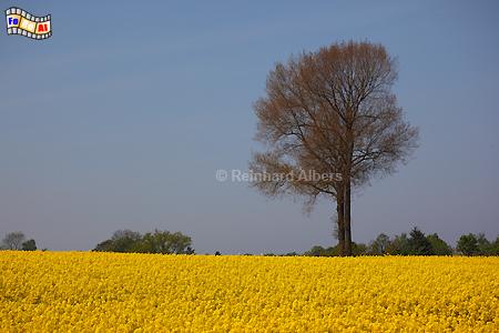 Rapsblte bei Marienfelde im Dnischen Wohld, Schleswig-Holstein, Ostseekste, Marienfelde, Raps, Rapsblte, Eckernfrder, Bucht, Albers, Foto, foreal,