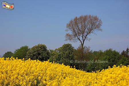 Rapsblte bei Marienfelde im Dnischen Wohld, Schleswig-Holstein, Ostseekste, Marienfelde, Raps, Rapsblte, Eckernfrder, Bucht, Albers, Foto, foreal,