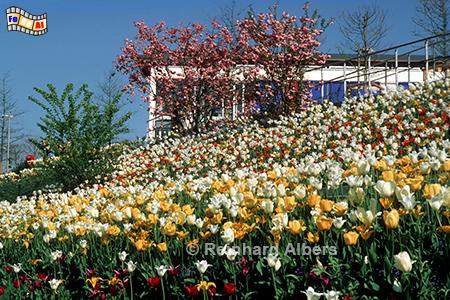 Wismar: Landesgartenschau, Mecklenburg, Wismar, Landesgartenschau, Albers, Foto, foreal,