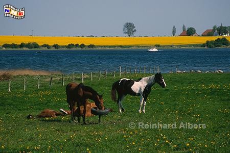 Insel Poel im Mai., Mecklenburg, Ostseek�ste, Insel, Poel, Rapsbl�te, Albers, Foto, foreal, Mai, Fr�hling,