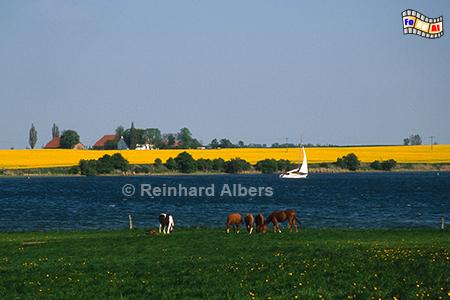 Insel Poel mit Rapsbl�te, Mecklenburg, Ostseek�ste, Insel, Poel, Rapsbl�te, Albers, Foto, foreal, Mai, Fr�hling,