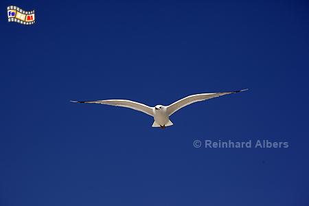 M�we im Flug., M�we, Nordsee, Amrum, Albers, Foto, foreal,