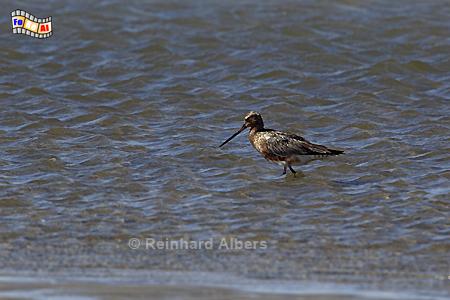 Alpenstrandl�ufer, Amrum, Nordsee, Alpenstrandl�ufer, Kniepsand, Albers, Foto, foreal,
