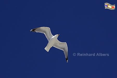 M�we im Flug, M�we, Nordsee, Amrum, Albers, Foto, foreal,