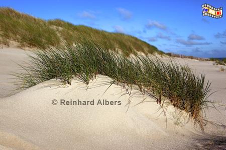 Strandhafer am Fu der Dnen am Ellenbogen auf der Insel Sylt., Sylt, Ellenbogen, Dnen, Strandhafer, Nordsee, Albers, Foto, foreal,
