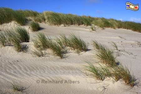 D�nen mit Strandhafer auf der Insel Sylt., Sylt, Ellenbogen, D�nen, Strandhafer, Nordsee, Albers, Foto, foreal,